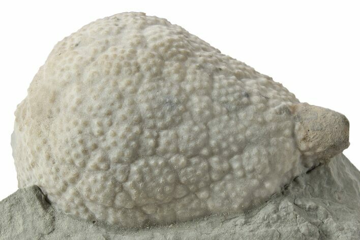 Cystoid (Holocystites) Fossil - Indiana #232695